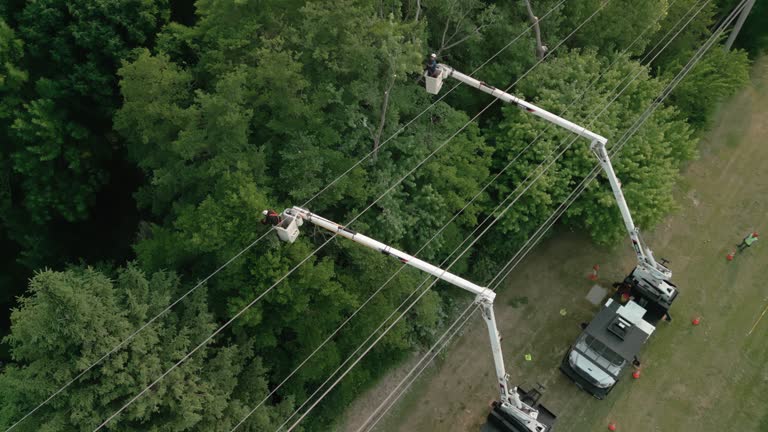 Best Storm Damage Tree Cleanup  in USA